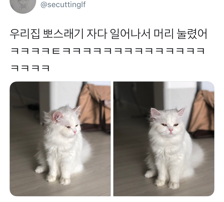 자다 일어난 고양이 | 인스티즈