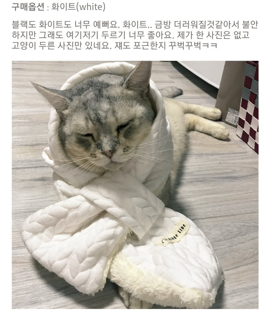 우리집 고양이도 보세요 | 인스티즈