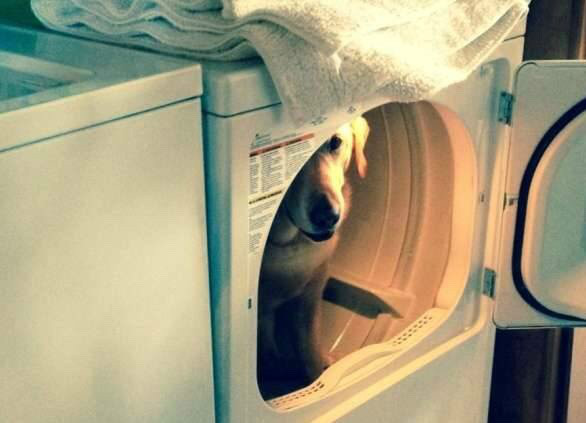 숨바꼭질 하는 댕댕이들.jpg | 인스티즈