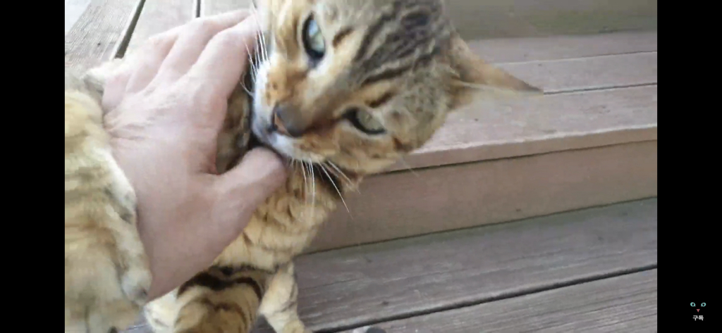 간식 먹기 전이랑 후가 너무 다른 고양이.. 냥성ㄷㄷㄷ | 인스티즈