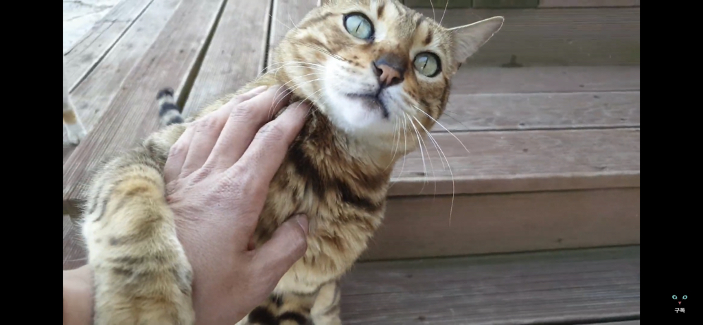 간식 먹기 전이랑 후가 너무 다른 고양이.. 냥성ㄷㄷㄷ | 인스티즈