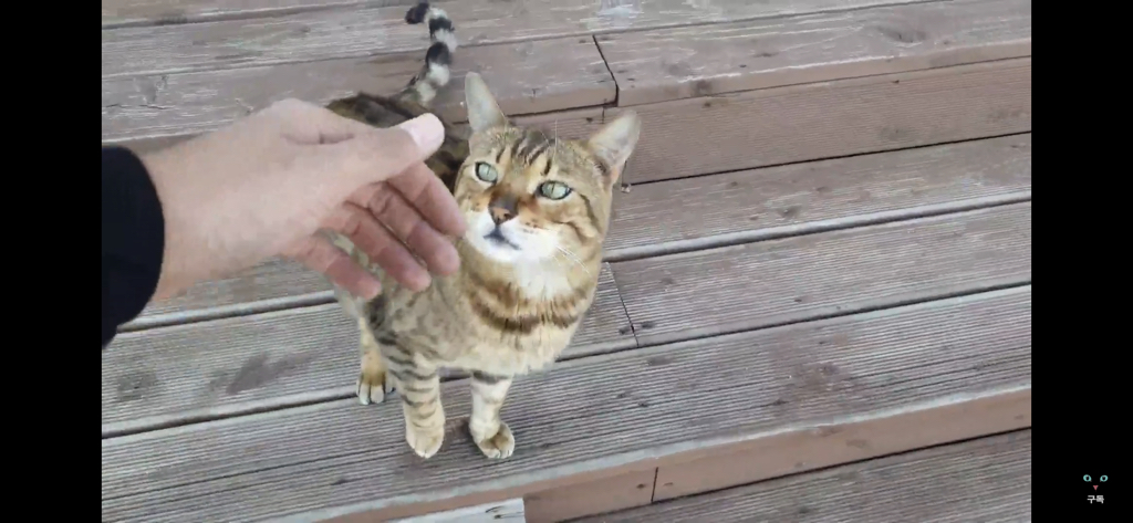 간식 먹기 전이랑 후가 너무 다른 고양이.. 냥성ㄷㄷㄷ | 인스티즈