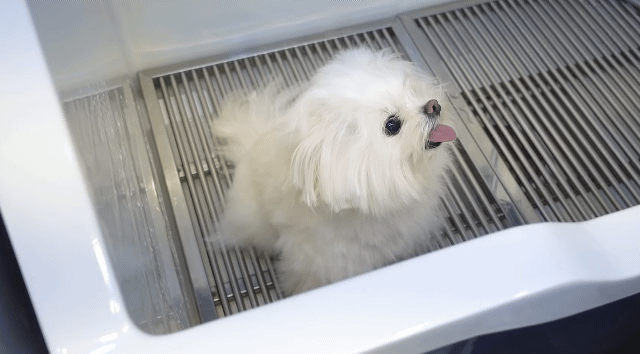 분명 말티즈였는데 포메라니안이 된 강아지 미용하기 | 인스티즈