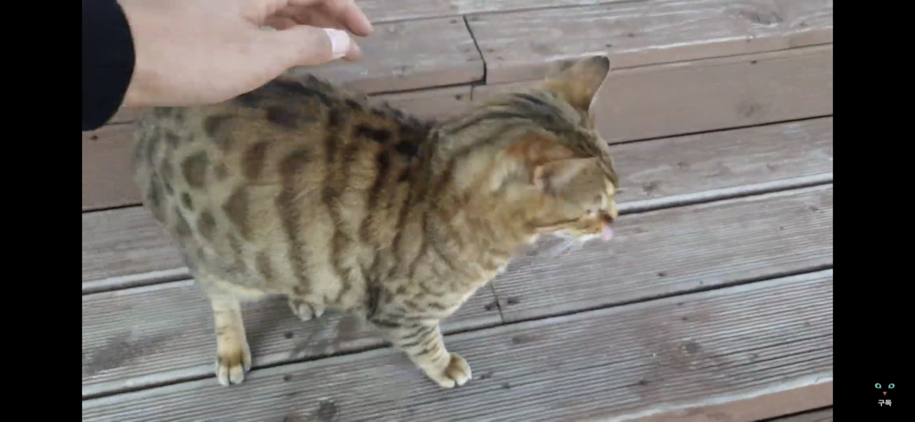 간식 먹기 전이랑 후가 너무 다른 고양이.. 냥성ㄷㄷㄷ | 인스티즈