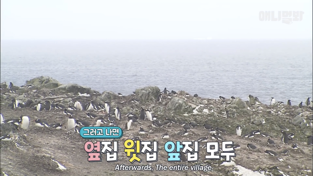 서로 첫눈에 반하면 맞절하는 펭귄.jpgif | 인스티즈