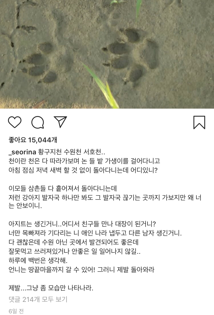 13일만에 잃어버린 반려견 다시 찾은 설인아.jpg | 인스티즈