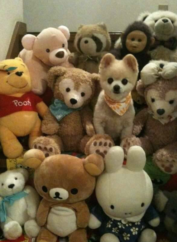 숨바꼭질 하는 댕댕이들.jpg | 인스티즈