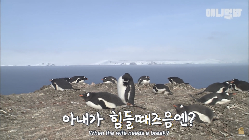 서로 첫눈에 반하면 맞절하는 펭귄.jpgif | 인스티즈