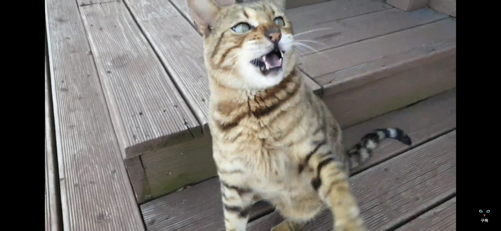간식 먹기 전이랑 후가 너무 다른 고양이.. 냥성ㄷㄷㄷ | 인스티즈