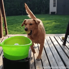 혼자서도 잘 노는 댕댕이 | 인스티즈