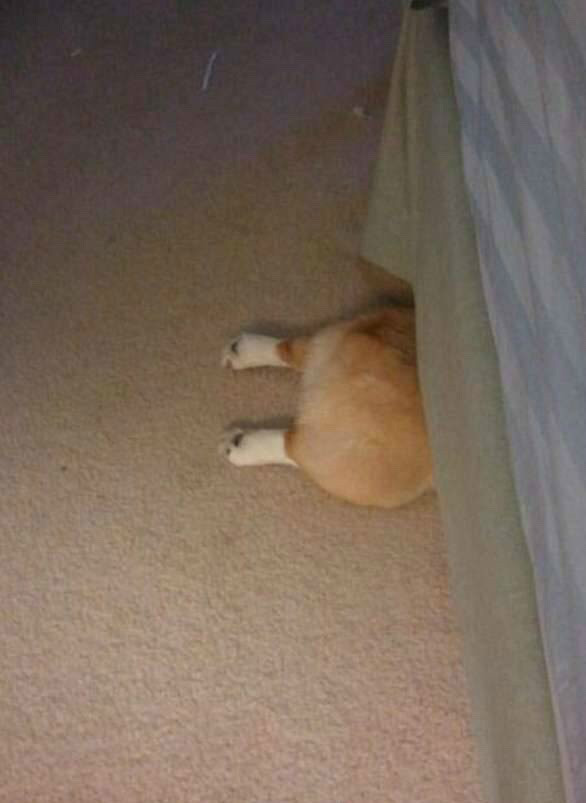 숨바꼭질 하는 댕댕이들.jpg | 인스티즈