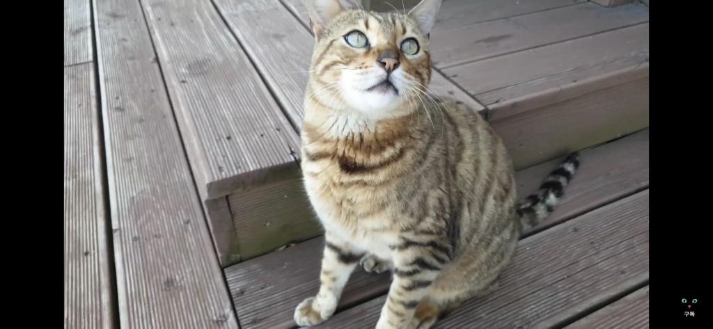 간식 먹기 전이랑 후가 너무 다른 고양이.. 냥성ㄷㄷㄷ | 인스티즈