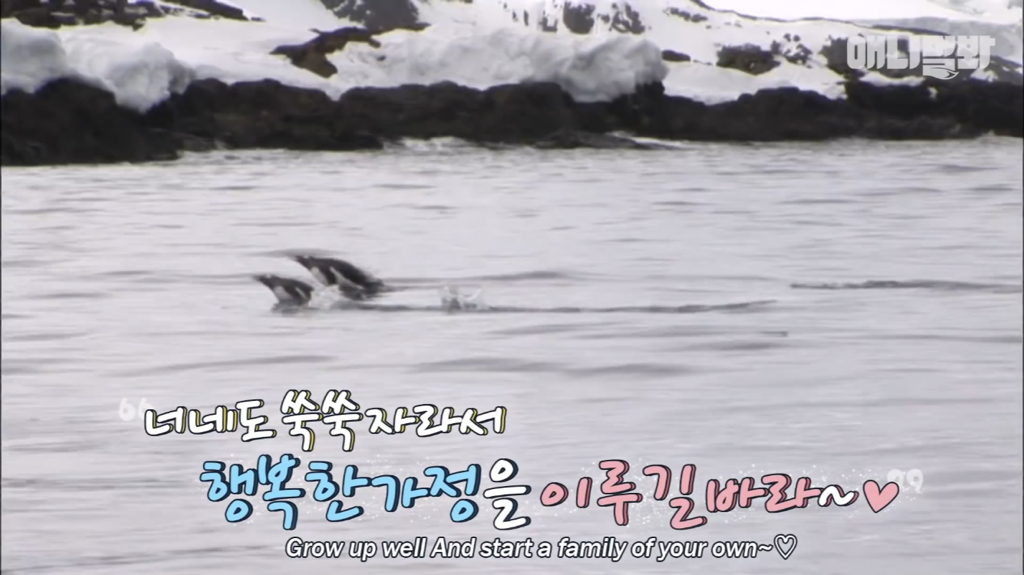 서로 첫눈에 반하면 맞절하는 펭귄.jpgif | 인스티즈