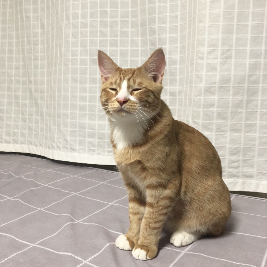 자다 일어난 고양이 | 인스티즈