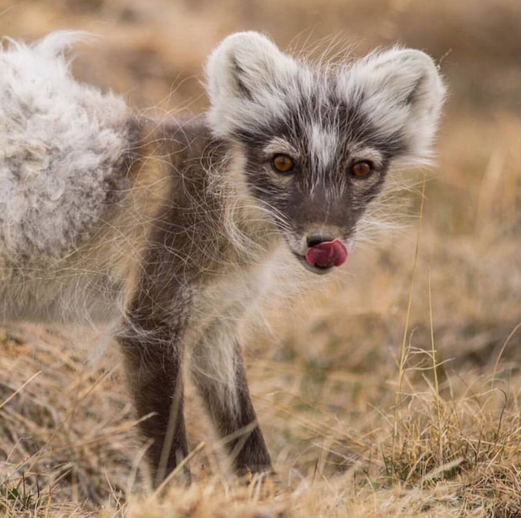 털갈이 하는 북극여우.jpg | 인스티즈