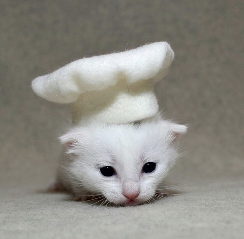 할로윈 코스튬 한 야옹이들 | 인스티즈