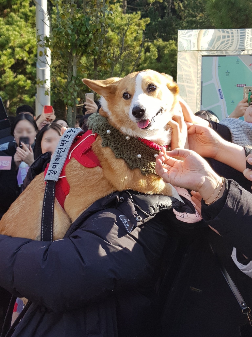 부산에서 팬미팅 한 강아지 | 인스티즈