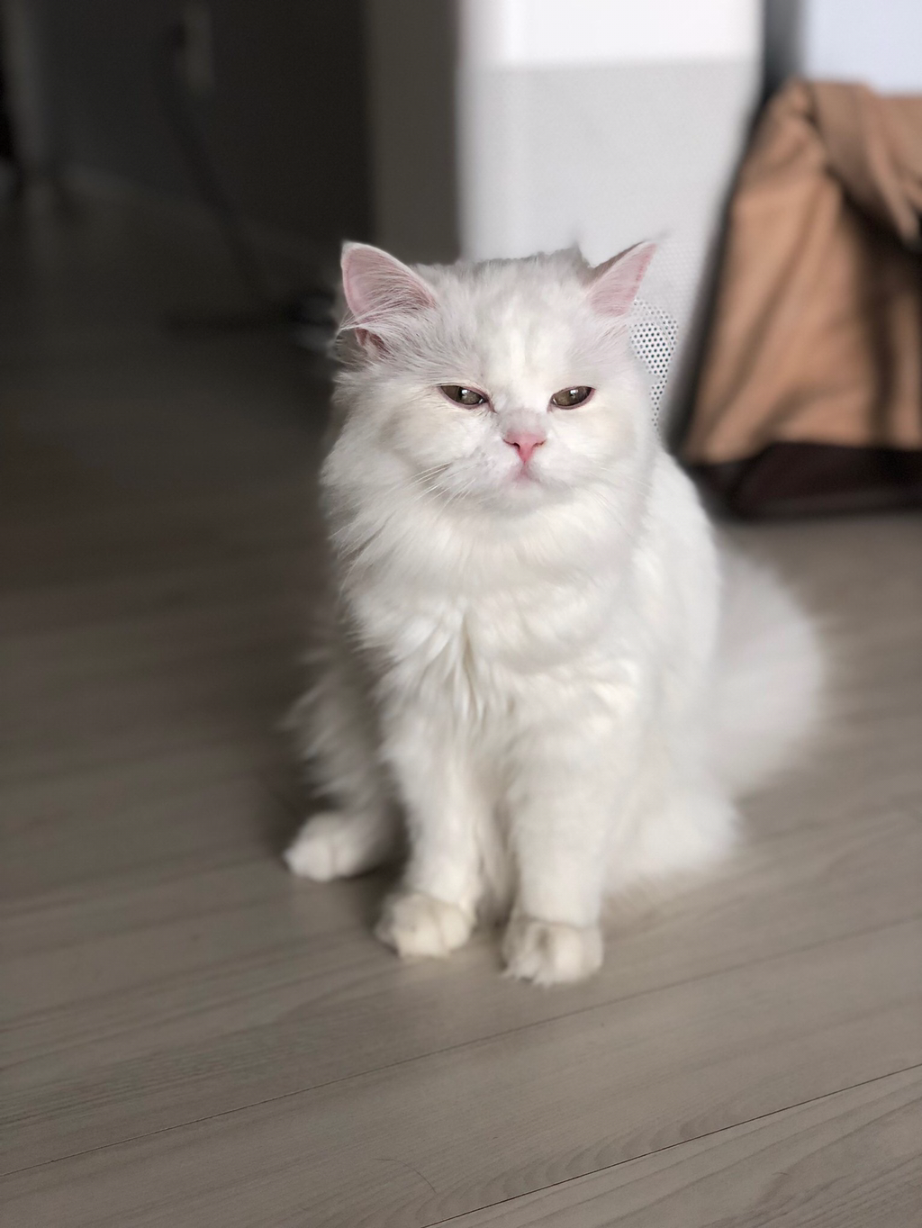 자다 일어난 고양이 | 인스티즈