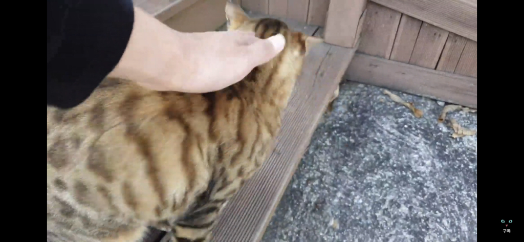 간식 먹기 전이랑 후가 너무 다른 고양이.. 냥성ㄷㄷㄷ | 인스티즈