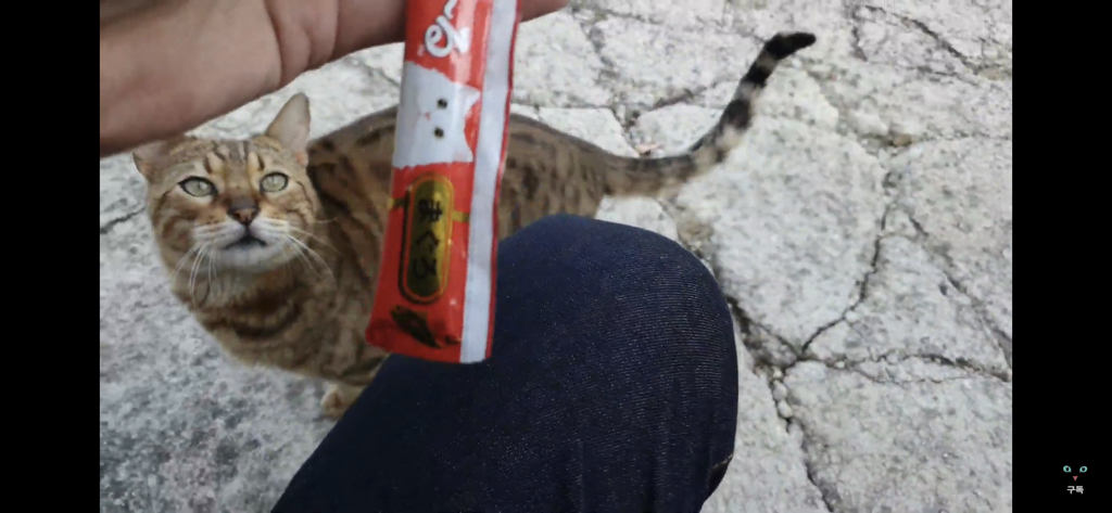 간식 먹기 전이랑 후가 너무 다른 고양이.. 냥성ㄷㄷㄷ | 인스티즈