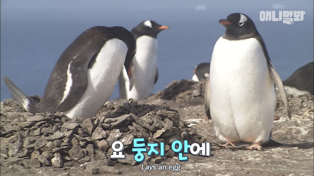 서로 첫눈에 반하면 맞절하는 펭귄.jpgif | 인스티즈