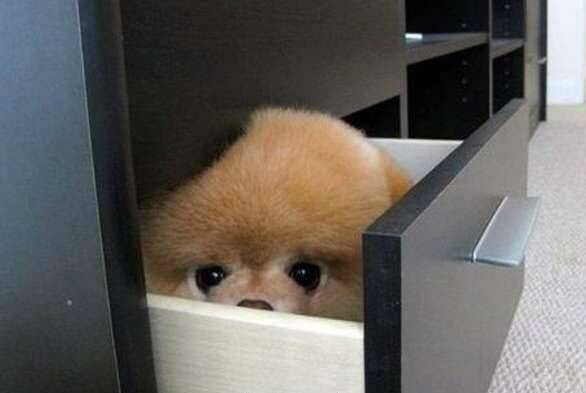 숨바꼭질 하는 댕댕이들.jpg | 인스티즈