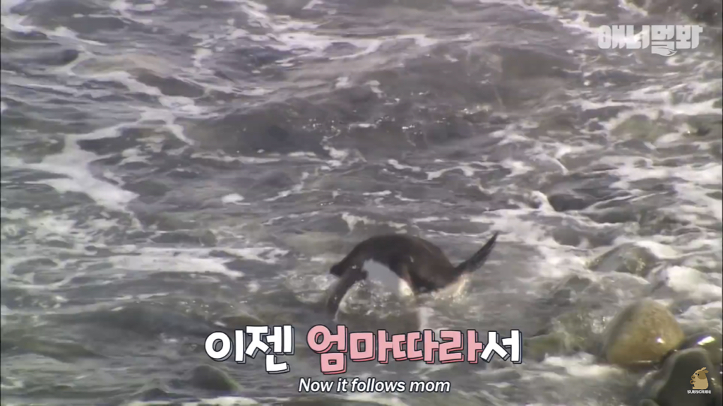 서로 첫눈에 반하면 맞절하는 펭귄.jpgif | 인스티즈