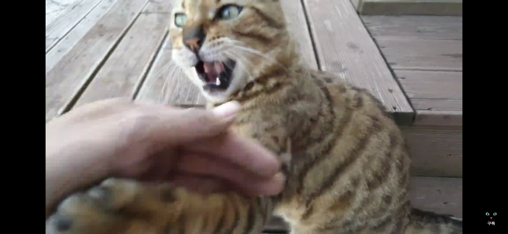 간식 먹기 전이랑 후가 너무 다른 고양이.. 냥성ㄷㄷㄷ | 인스티즈