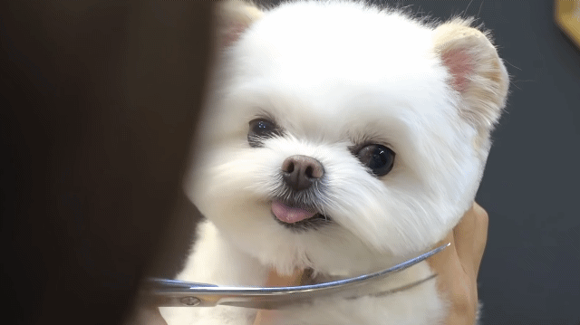 분명 말티즈였는데 포메라니안이 된 강아지 미용하기 | 인스티즈