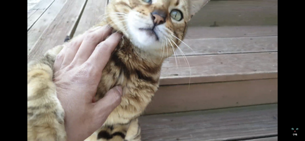 간식 먹기 전이랑 후가 너무 다른 고양이.. 냥성ㄷㄷㄷ | 인스티즈