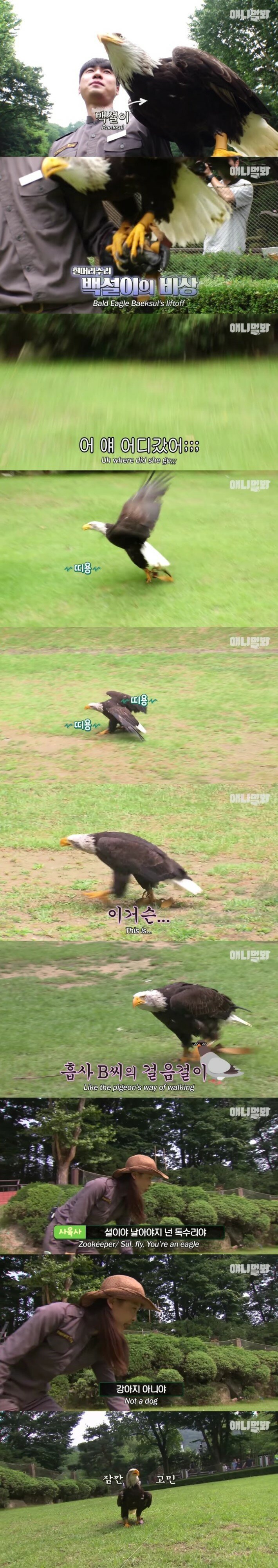 사람 손에 자란 독수리 | 인스티즈