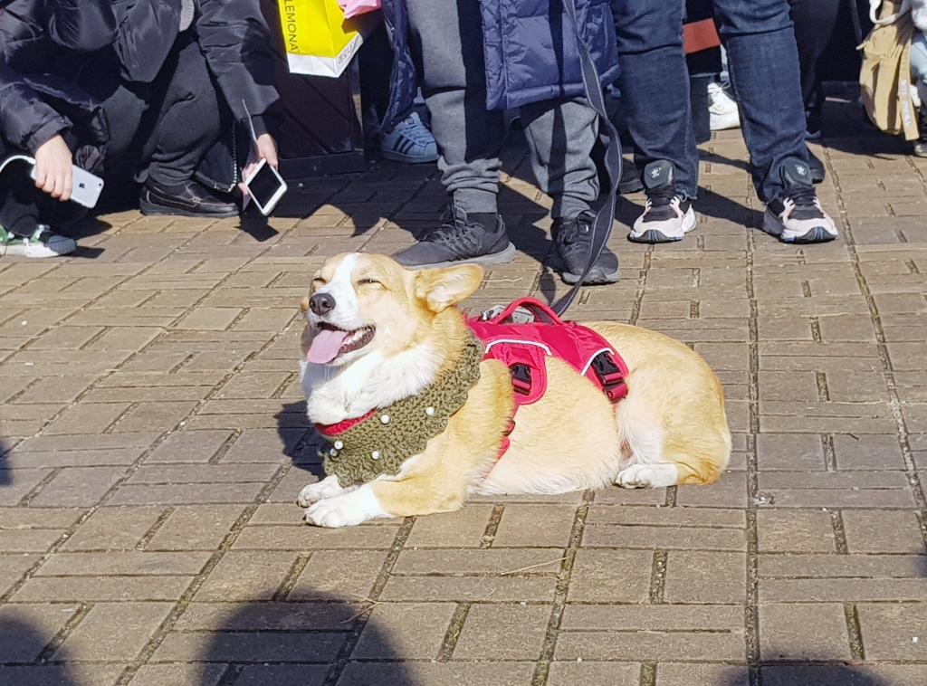 부산에서 팬미팅 한 강아지 | 인스티즈