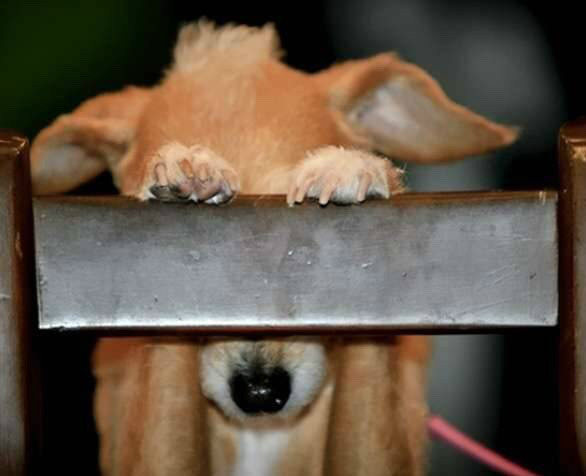 숨바꼭질 하는 댕댕이들.jpg | 인스티즈