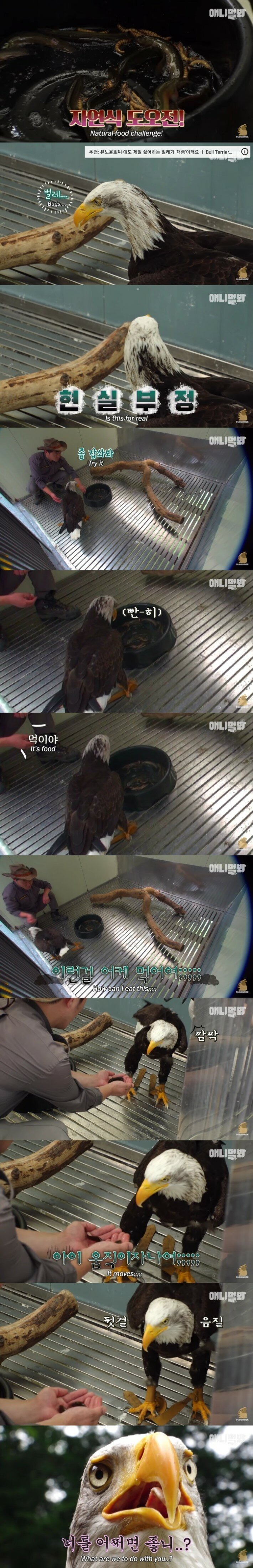 사람 손에 자란 독수리 | 인스티즈