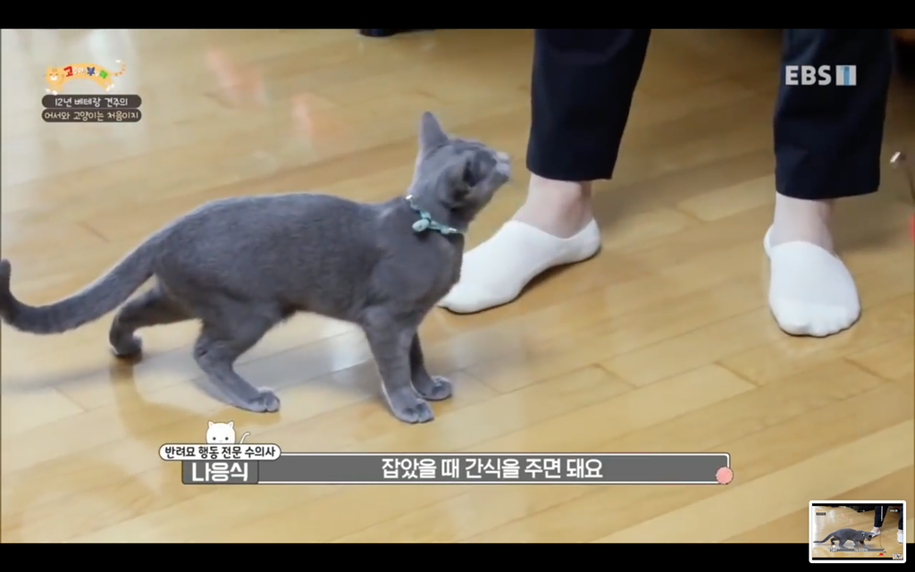 [고양이를부탁해] 고양이도 놀아줘야 할까? | 인스티즈
