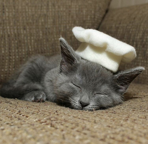 할로윈 코스튬 한 야옹이들 | 인스티즈