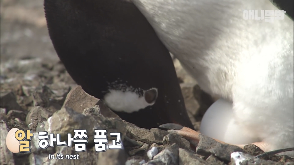 서로 첫눈에 반하면 맞절하는 펭귄.jpgif | 인스티즈