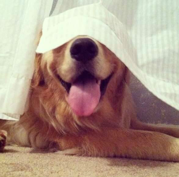 숨바꼭질 하는 댕댕이들.jpg | 인스티즈