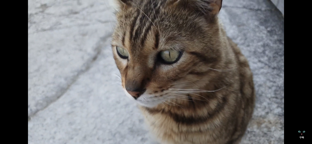 간식 먹기 전이랑 후가 너무 다른 고양이.. 냥성ㄷㄷㄷ | 인스티즈