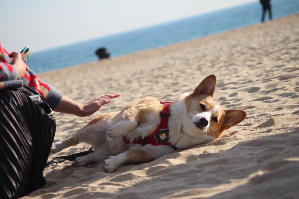 부산에서 팬미팅 한 강아지 | 인스티즈