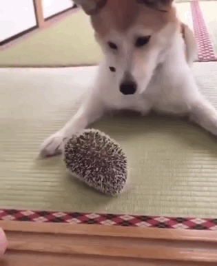 고형이 넘나 무서운 강형 | 인스티즈