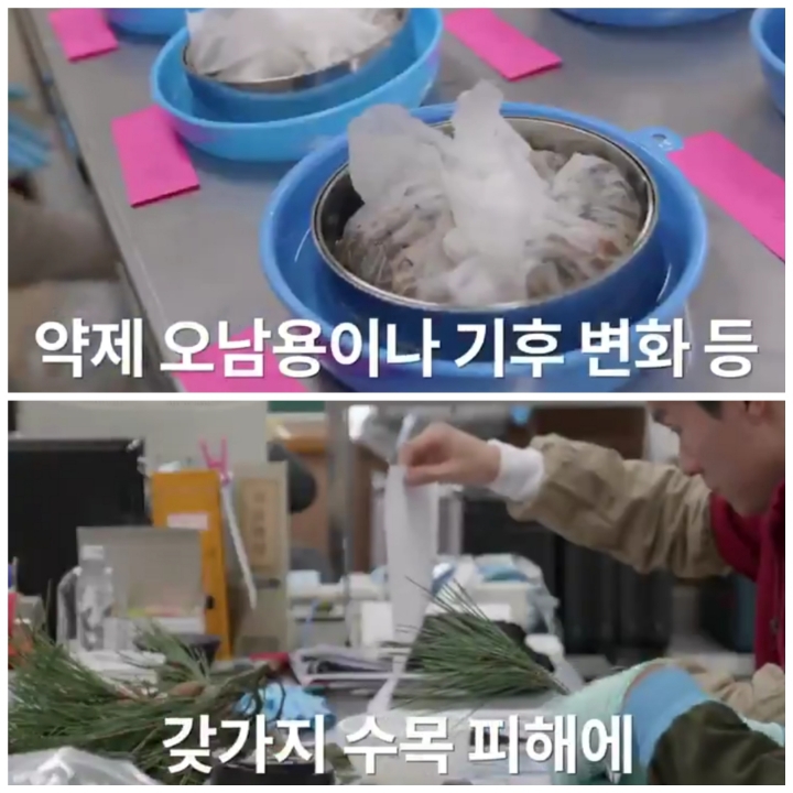[어떤일하세요?] 나무의사 | 인스티즈