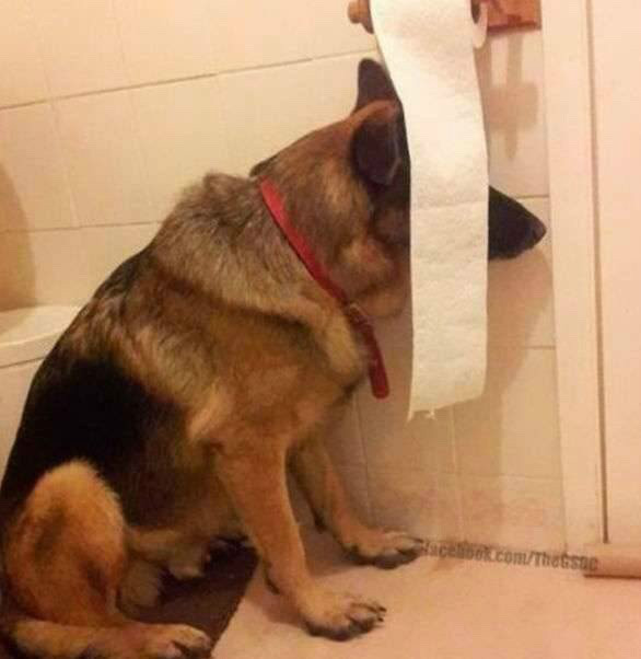 숨바꼭질 하는 댕댕이들.jpg | 인스티즈