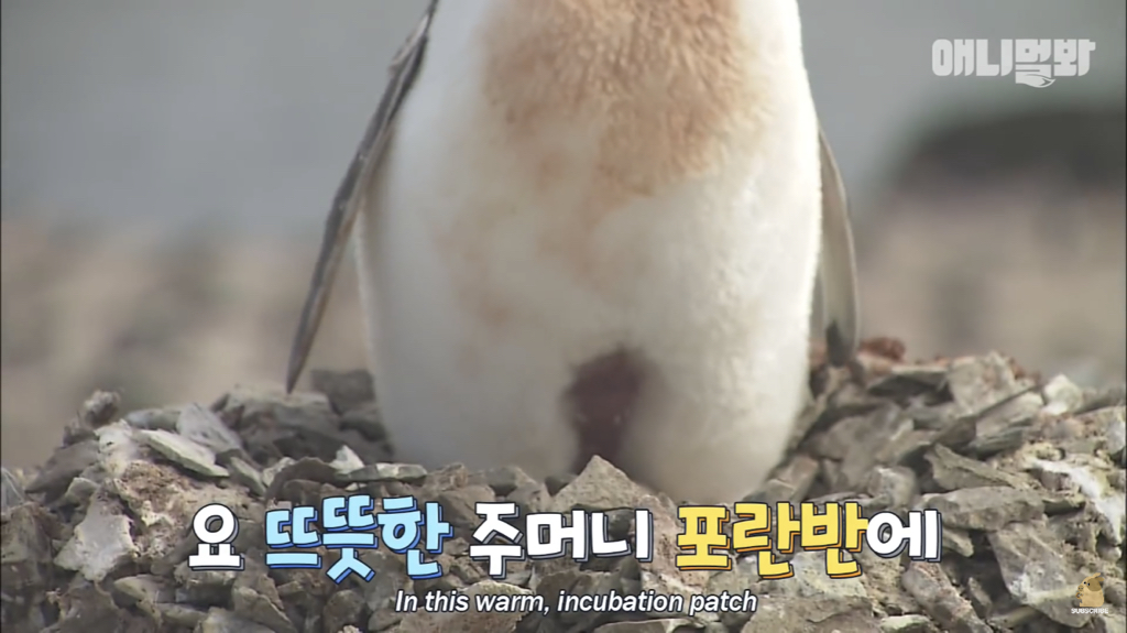 서로 첫눈에 반하면 맞절하는 펭귄.jpgif | 인스티즈