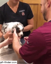 약이 먹기 싫은 댕댕이들 | 인스티즈