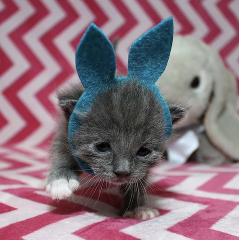 할로윈 코스튬 한 야옹이들 | 인스티즈