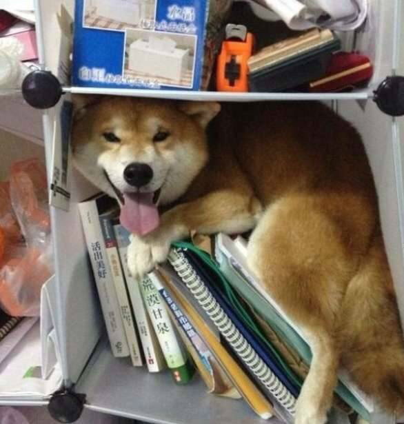 숨바꼭질 하는 댕댕이들.jpg | 인스티즈