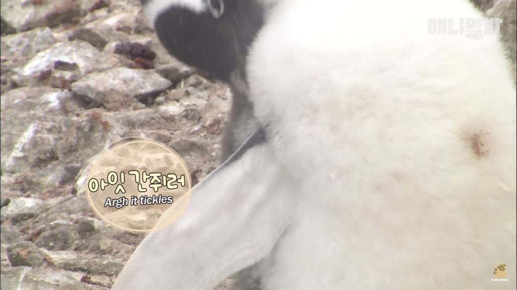 서로 첫눈에 반하면 맞절하는 펭귄.jpgif | 인스티즈