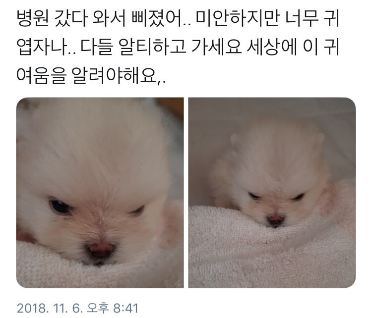 병원 갔다와서 삐친 강아지 | 인스티즈