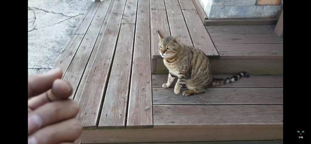 간식 먹기 전이랑 후가 너무 다른 고양이.. 냥성ㄷㄷㄷ | 인스티즈